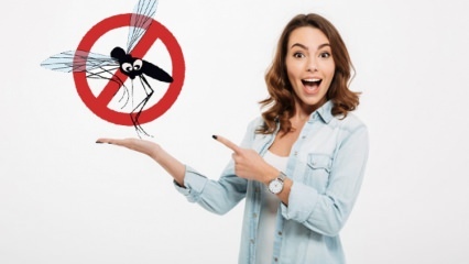 O que é feito para impedir que as moscas entrem na casa? Métodos repelentes à mosca ...