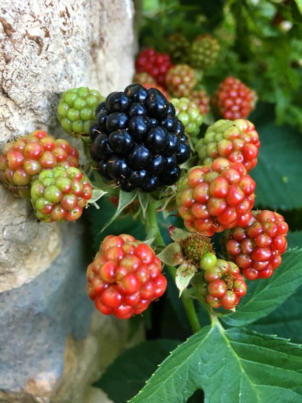 quais são os benefícios do blackberry