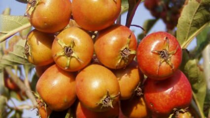 Quais são os benefícios da fruta espinheiro? Se você consome regularmente vinagre de espinheiro ...