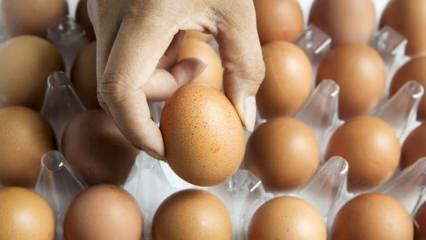 Conselhos práticos para manter os ovos frescos